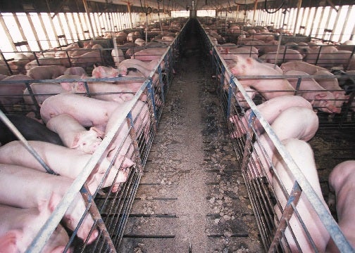 Industrial hog farms create massive amounts of waste, polluting nearby waters.
(USDA)