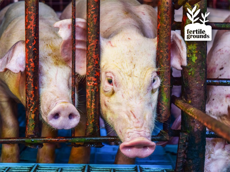 Earthjustice is heading to court to fight a rule that exempts livestock facilities from reporting their pollution.
(Chanchai Boonma/Shutterstock)
