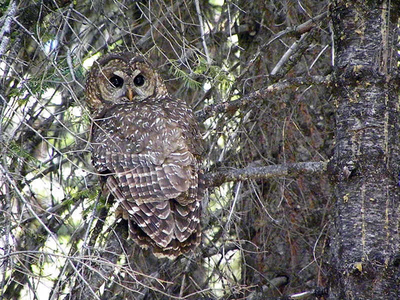 A California spotted owl in the Stanislaus National Forest.