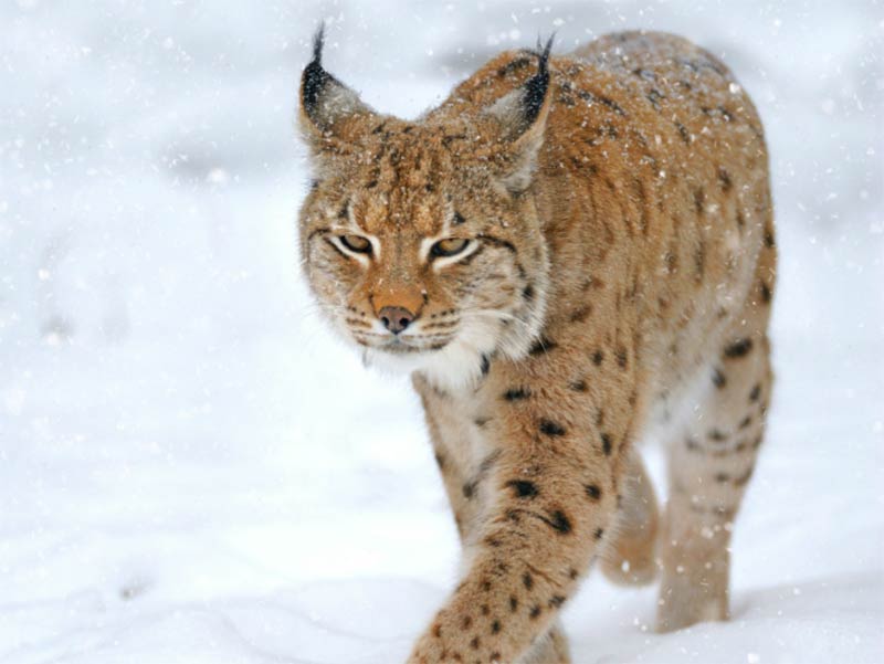 The Canada lynx needs big, wild landscapes to survive.
(Nataliia Melnychuk / Shutterstock)