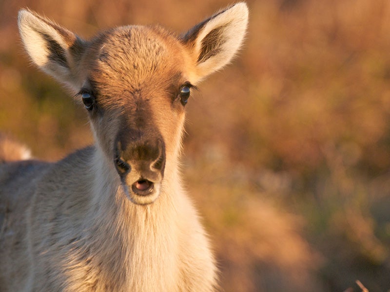 A caribou calf in the Western Arctic Caribou Migration in the Utukok Uplands, Alaska.