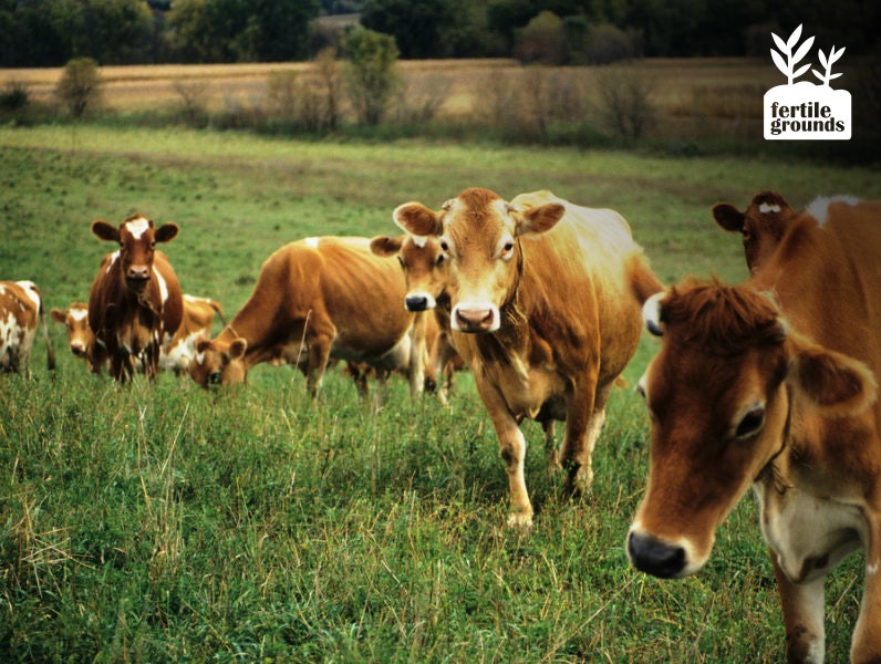 grazing cattle