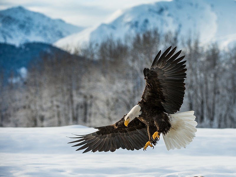 A bald eagle lands in the snow at the edge of the Chilkat River, near Haines, Alaska.