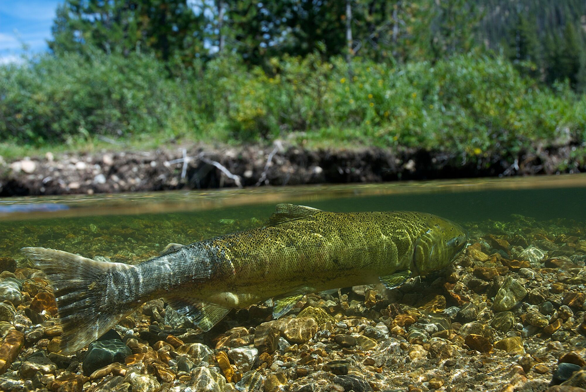 A wild chinook salmon (Oncorhynchus tshawytscha) near a redd in Cape Horn Creek, Idaho.