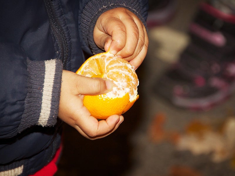 Child peeling a clementine: children often experience greater exposure to chlorpyrifos because they drink more water and juice for their weight, relative to adults, and frequently put their hands in their mouths.