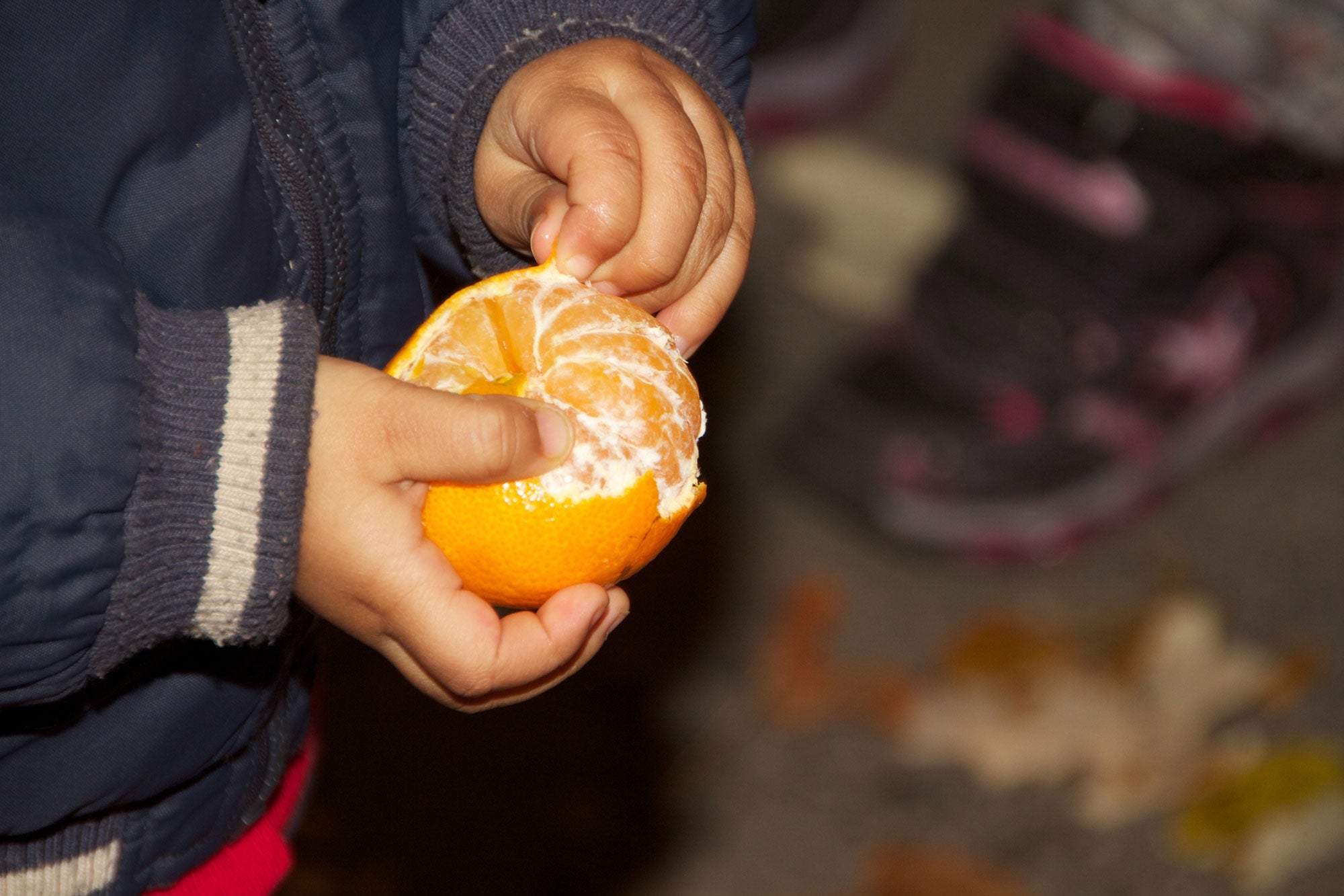 A small toddler stands outside in a blue winter coat, holding a clementine orange in one hand while carefully peeling it with the other.