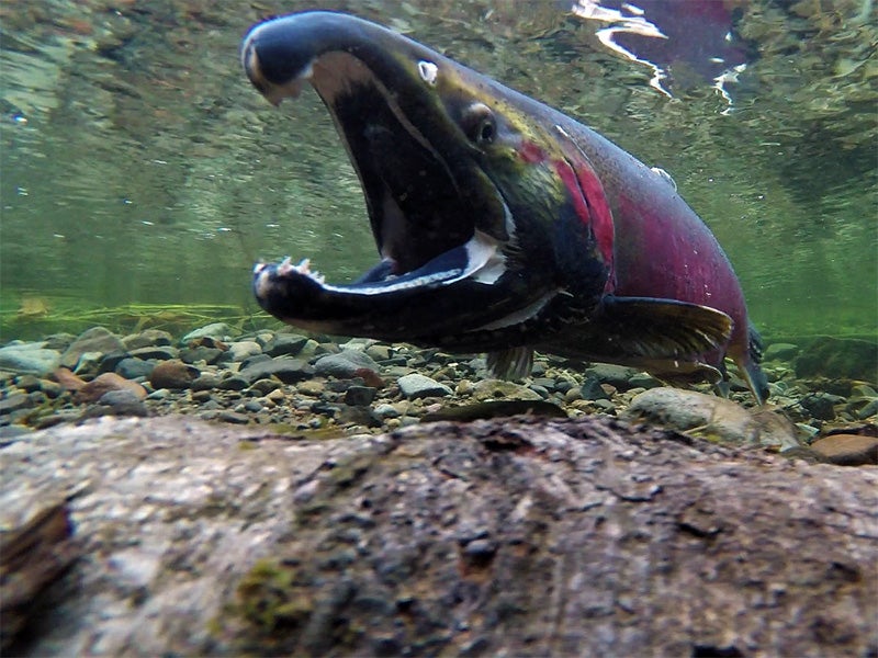 A coho salmon spawns on the Salmon River in Oregon.