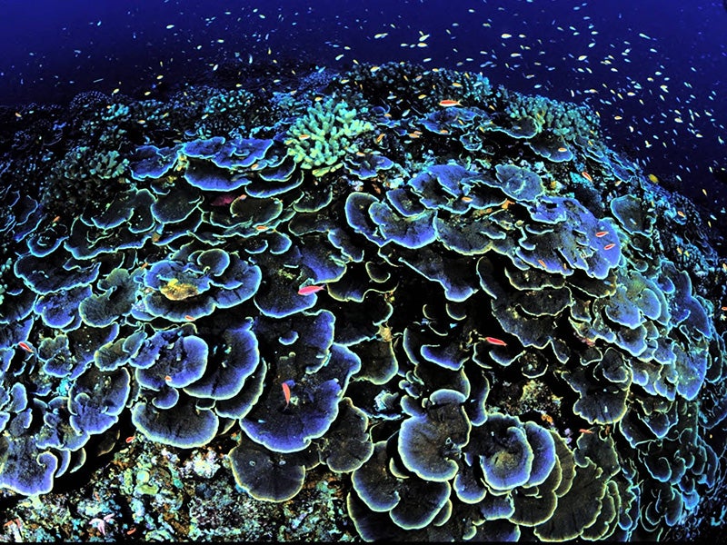 Coral at Jarvis Island National Wildlife Refuge.