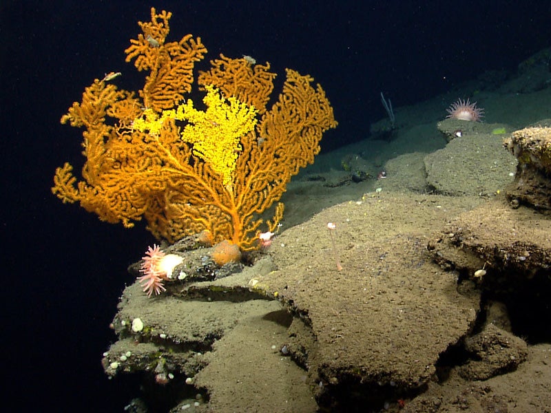 A Paramuricea coral in Nygren Canyon which 165 nautical miles southeast of Cape Cod, Massachusetts.