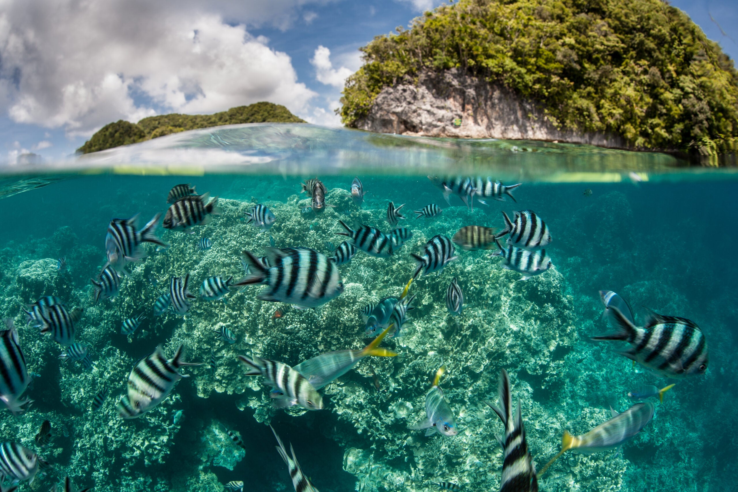 Damselfish swim in shallow water in Palau&#039;s inner lagoon.