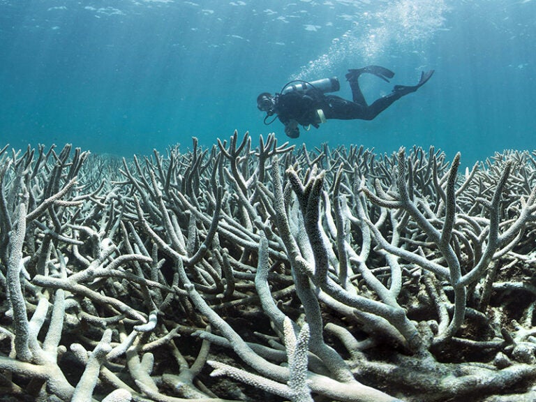 Protecting coral reefs: World Heritage Committee pressures nations to ...