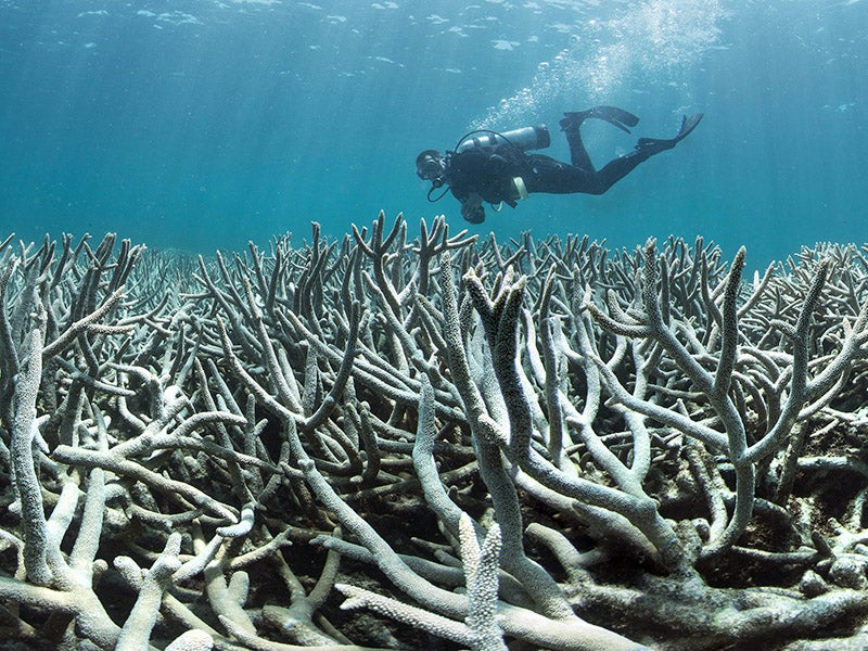 A diver checks out the coral bleaching at Heron Island in February 2016. This area was one of the first to bleach at Heron Island,  located close to the southern most point of the Great Barrier Reef.