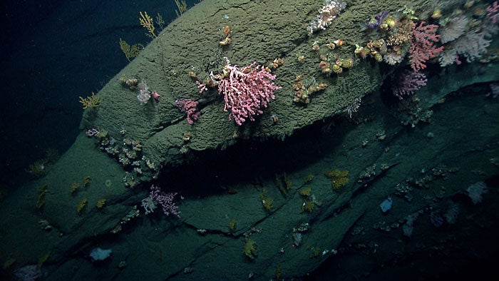 Hydrographer Canyon is a diverse habitat for deep-sea corals.