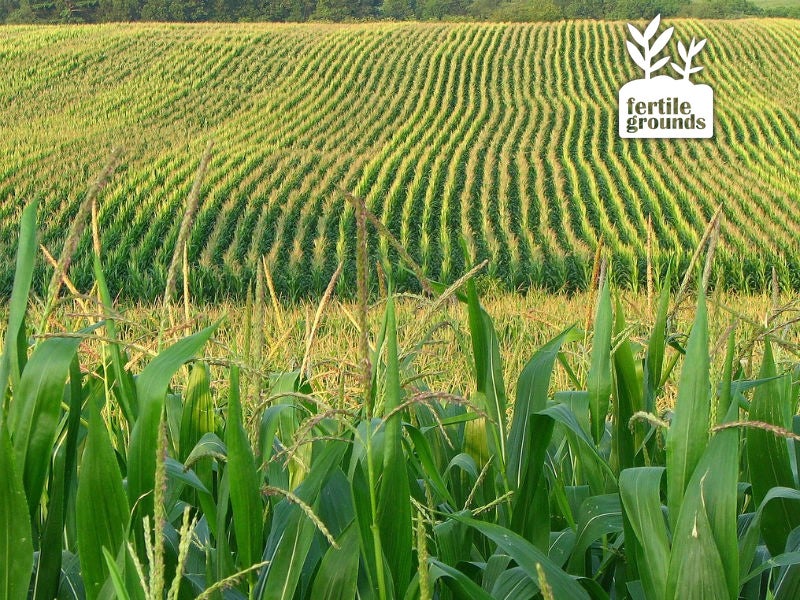 corn field