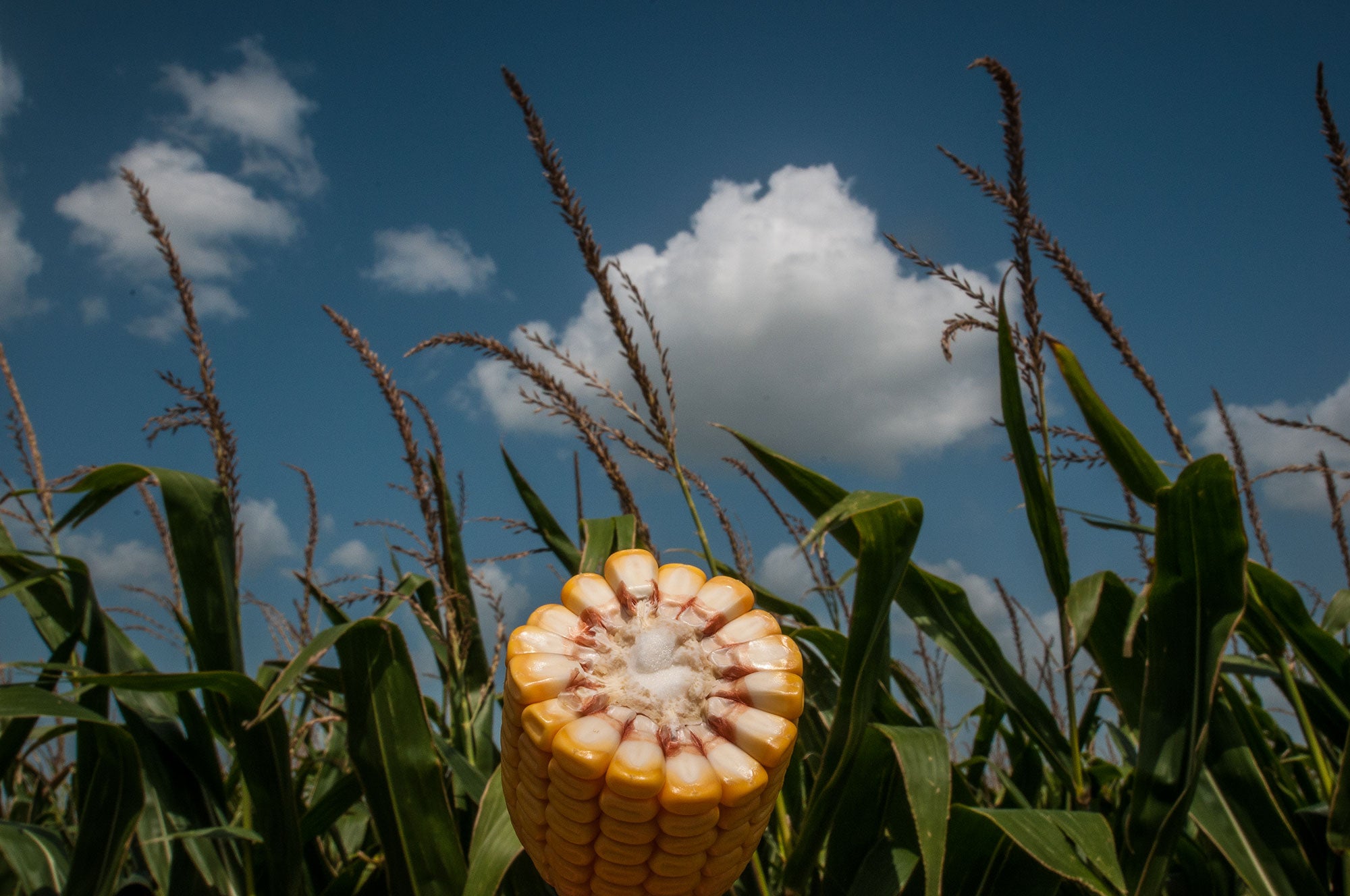 A cross-section of a corn cob in a corn field in Wharton County, TX.
