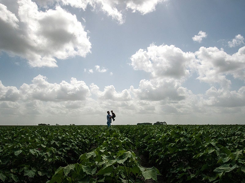 A father and son walk through a cotton field in El Campo, Texas.