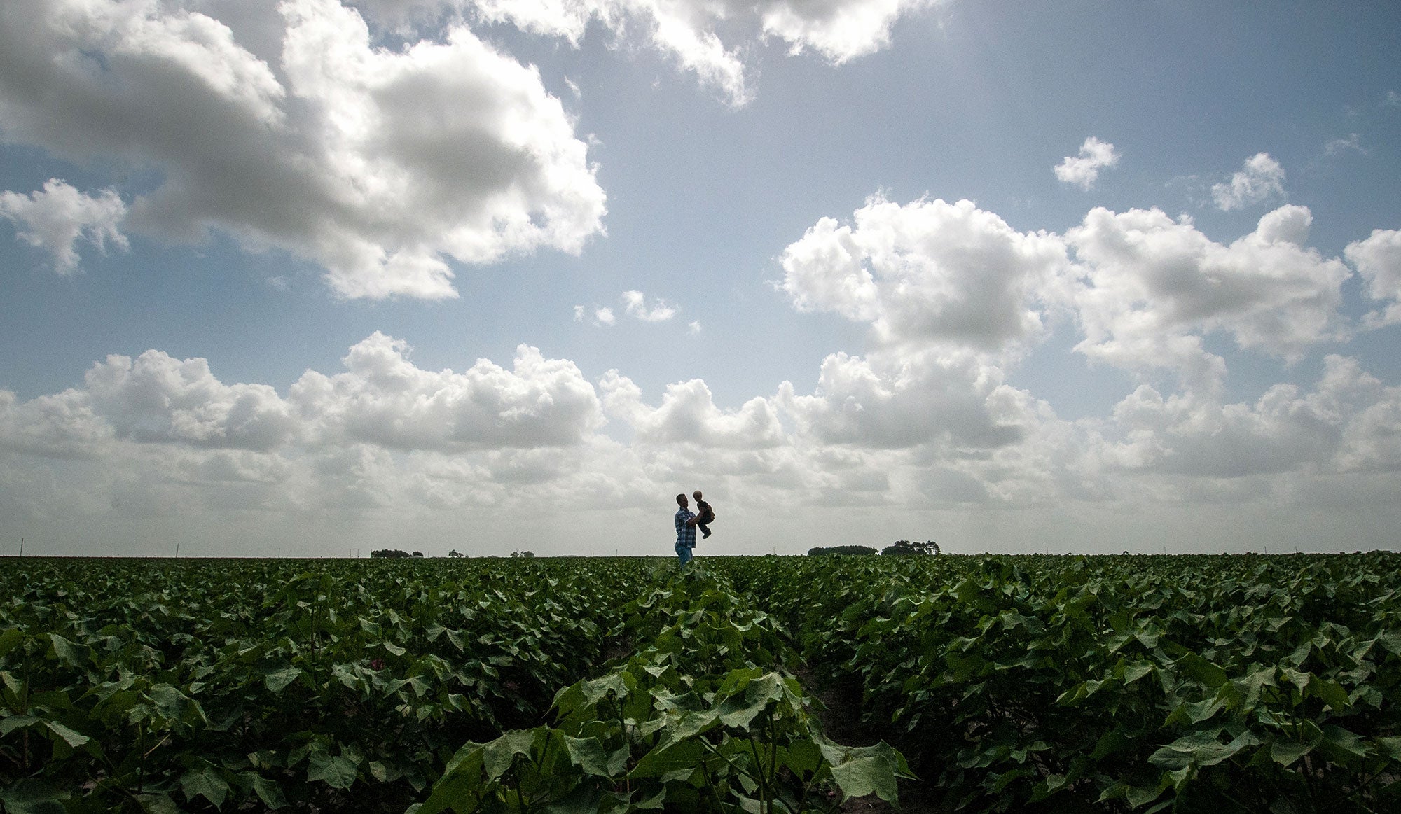 A father and son walk through a cotton field in El Campo, Texas.