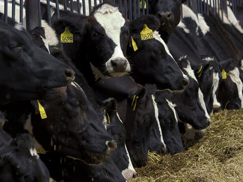 Cows at a factory farm.