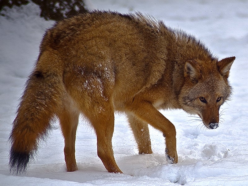 An eastern wolf-coyote hybrid in West Virginia.