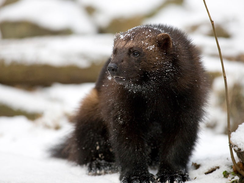 After more than a century of trapping and habitat loss, wolverines in the lower 48 have been reduced to small, fragmented populations in Idaho, Montana, Washington, Wyoming and northeast Oregon.
(AY Images / iStockphoto)