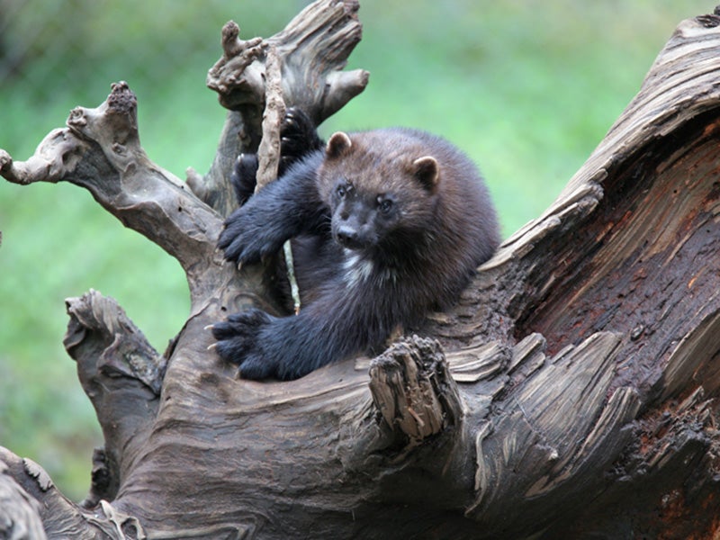 Keeping the Wolverine Wild in a Climate Crisis - Earthjustice