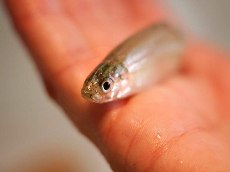 An adult delta smelt.
(Dale Kolke / California Department of Water Resources)