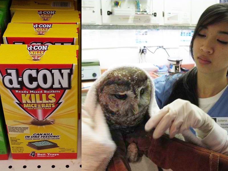 An owl is treated for poisoning from second-generation anticoagulants. d-Con (left) poisons predators that eat the weakened rodents.
(Right photo by Alison Hermance / Courtesy of WildCare)