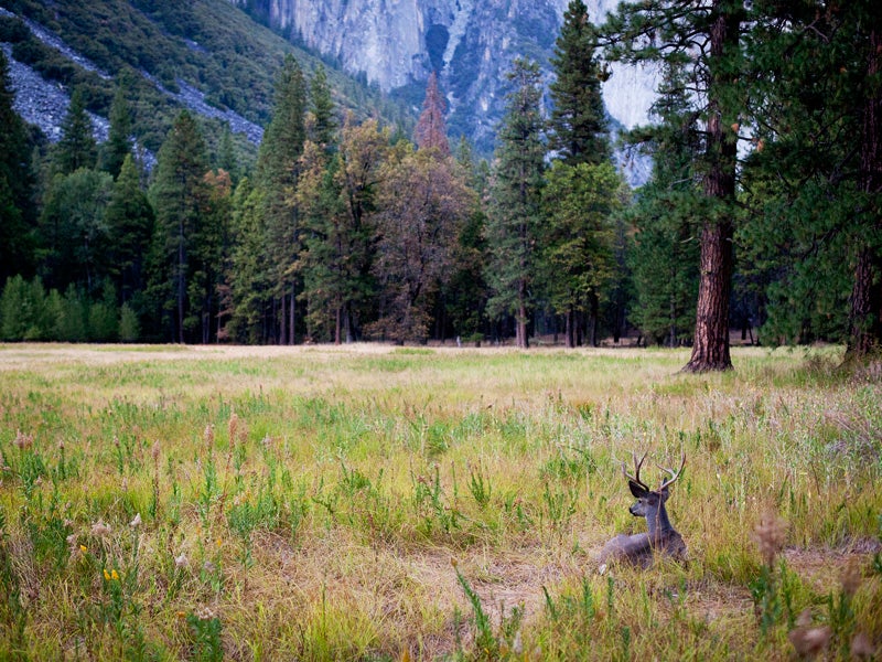 A deer in a meadow at Yosemite National Forest.