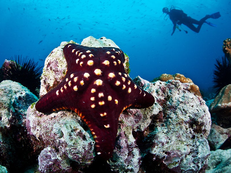 On Cocos Island, Costa Rica, a diver swims above a rocky reef. The choices we make as tourists can affect the health of Costa Rica’s renowned coral reefs.
(Ethan Daniels/Shutterstock)