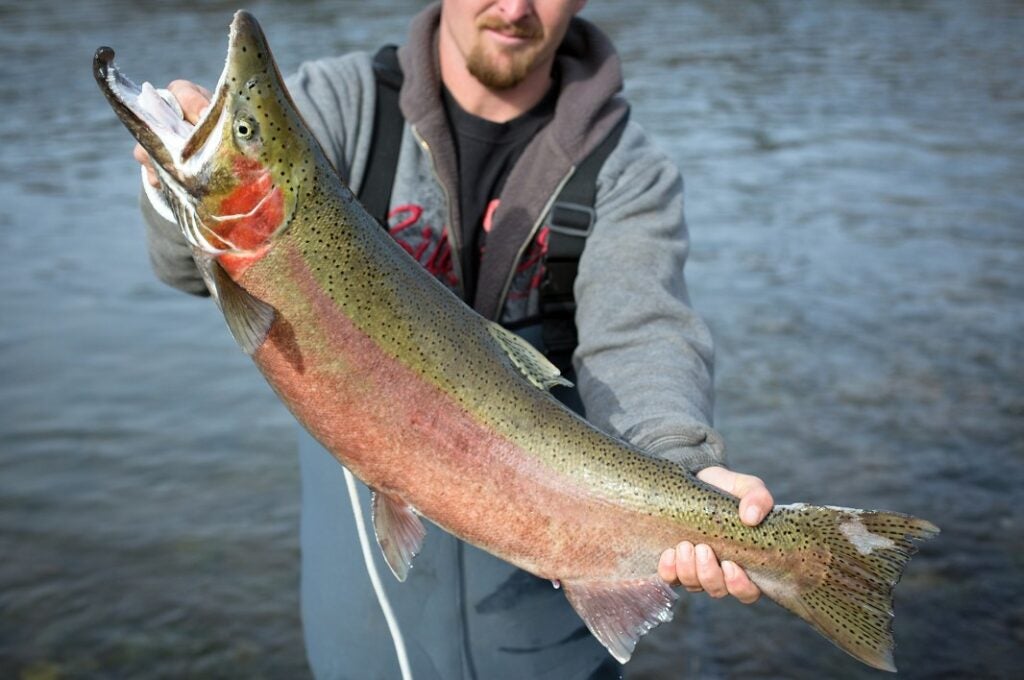 A fisherman holds a steelhead shortly before the American River is closed for recreational fishing until the spawning season ends.
(Brad Zweerink for Earthjustice)