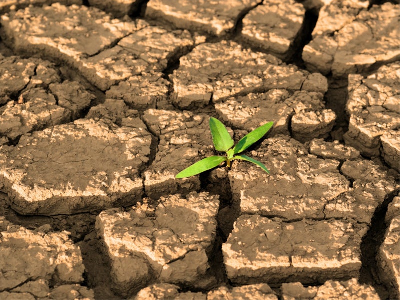A sprout in dried, cracked earth.