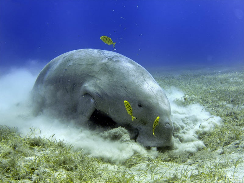 The dugong is a large sea mammal related to the manatee and the extinct Steller’s sea cow.
(Shutterstock)