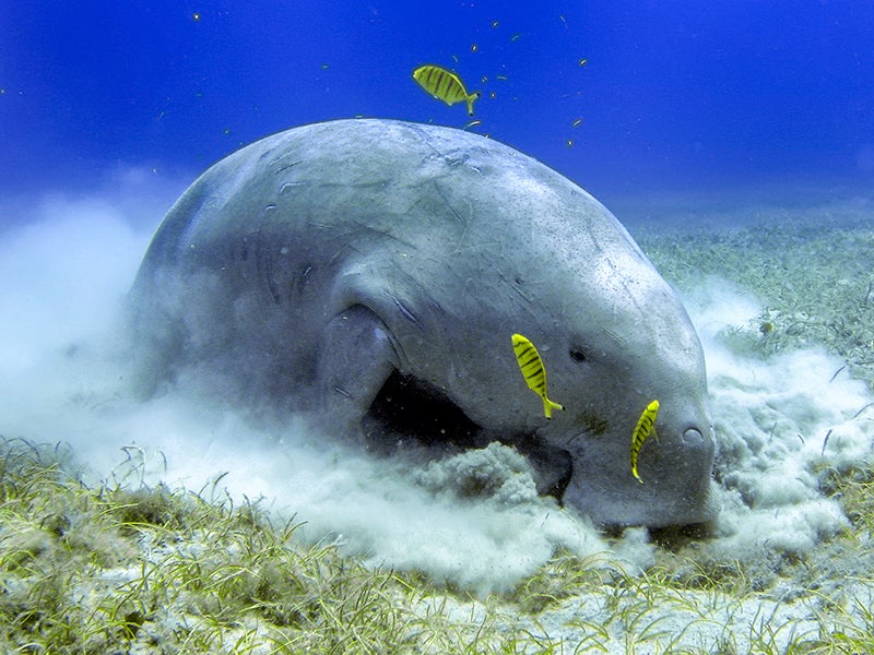 A dugong digs in seagrass for food. Earthjustice is fighting to protect the endangered Okinawan dugong.
(Andrea Izzotti / Getty Images)