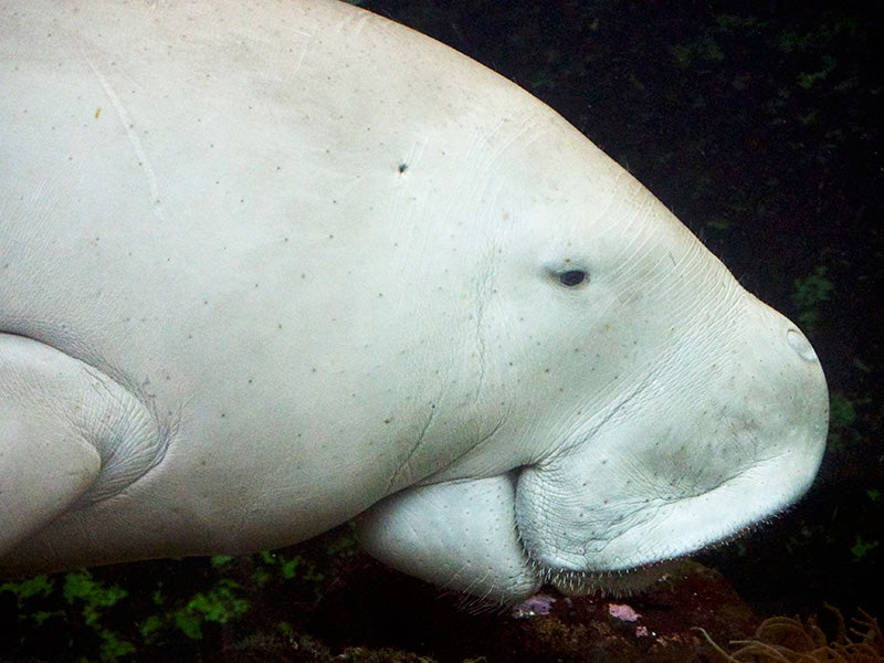 Dugongs are gentle marine mammals related to manatees and have been celebrated as “sirens” that bring friendly warnings of tsunamis. Recent surveys have only been able to conclude that at least three dugongs remain in Okinawa.
(Photo courtesy of Jason James)