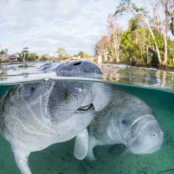Florida manatees (Trichechus manatus latirostris) at Crystal River, Florida. (Moment Open / Getty Images)