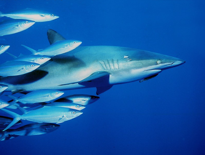 dusky-shark