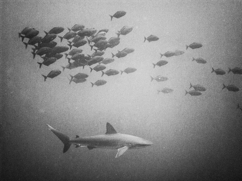 A dusky shark swims under schooling fish.
