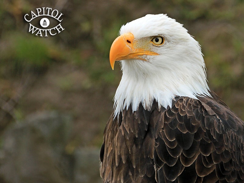 The bald eagle is just one of the species that the Endangered Species Act has saved from extinction.
(cicloco / Getty Images)