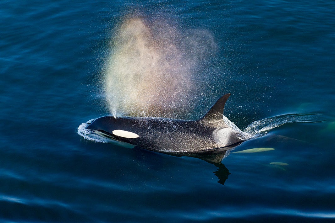 Southern resident killer whale.