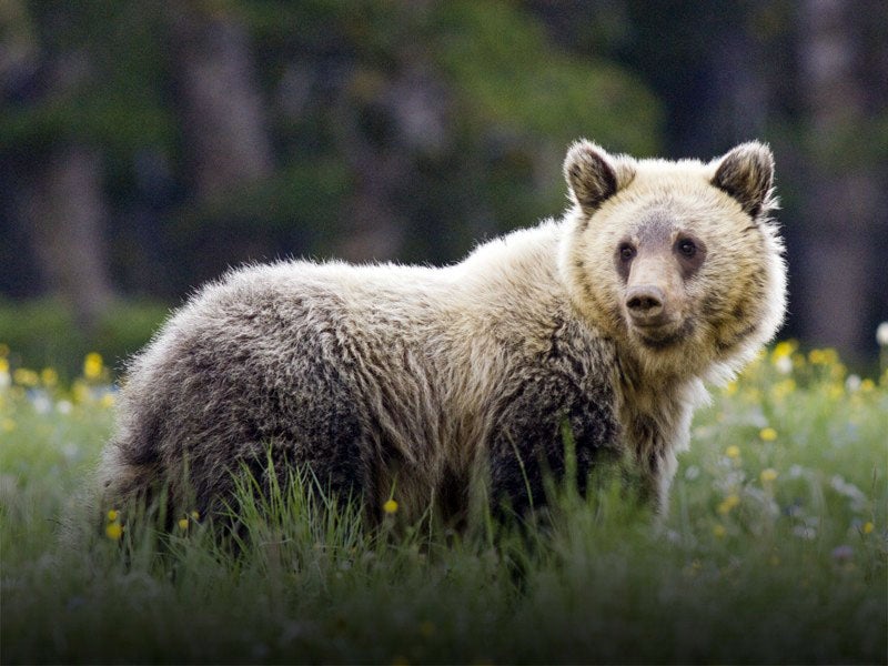 A juvenile grizzly stands in a summer wildflower field in Yellowstone National Park. The Trump administration's Endangered Species Act rollbacks imperil grizzlies and many other species.
(Photo Courtesy of Tom Murphy)