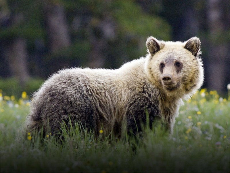 Juvenile grizzly bear in Yellowstone National Park. Grizzlies imperiled by Trump administration's ESA rollback..