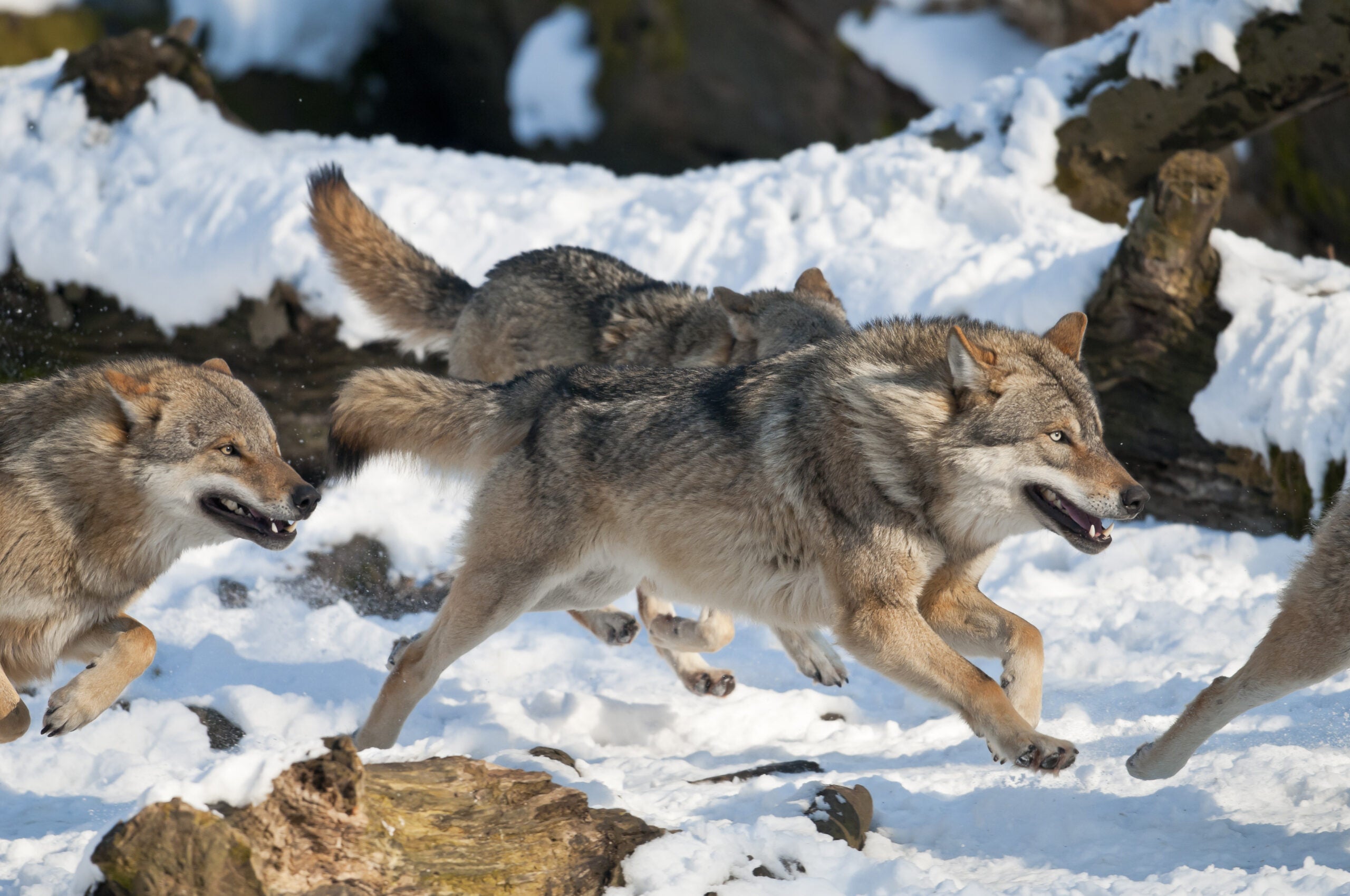 European Grey Wolf