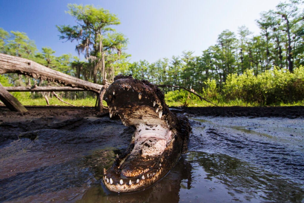 An American alligator defends its mud hole during the height of dry season in Big Cypress National Preserve.