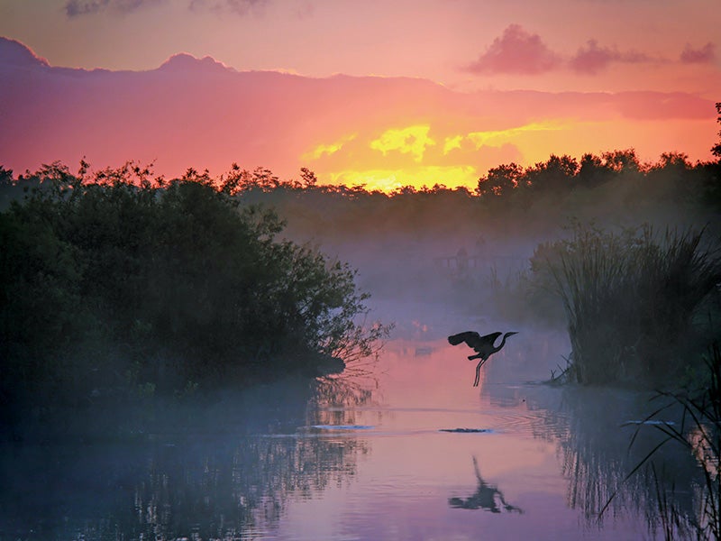 Everglades National Park is one of America’s great places. The vast South Florida marsh is the largest continuous stand of sawgrass prairie left in North America and is the continent’s most significant tropical bird breeding ground.
(Brian Lasenby / Shutterstock)