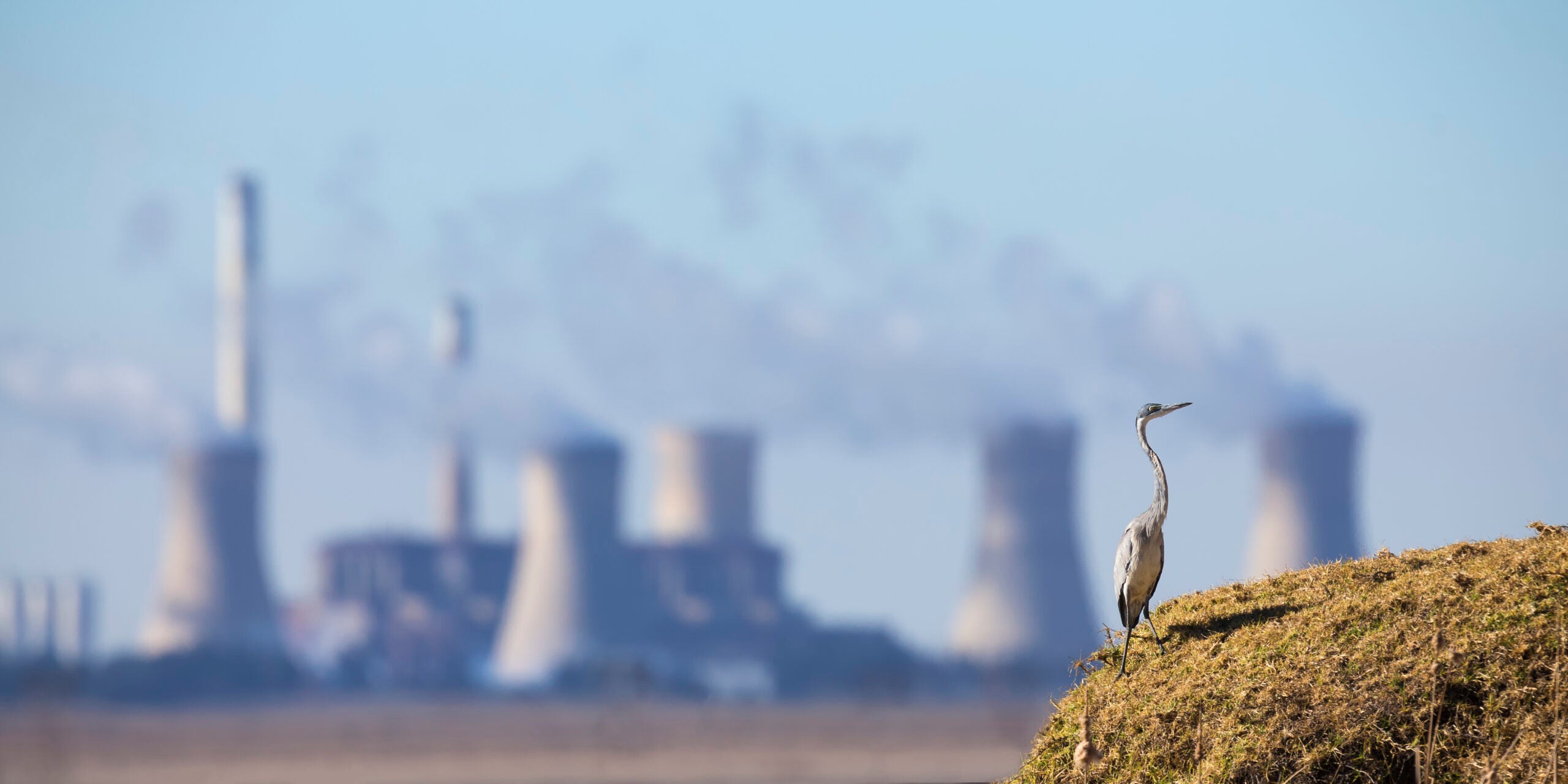 Pollution looms over a grey heron near a power station. A recent UN report found that more than 500,000 land species do not have enough natural habitat left to ensure their long-term survival.
(Alta Oosthuizen / Getty Images)