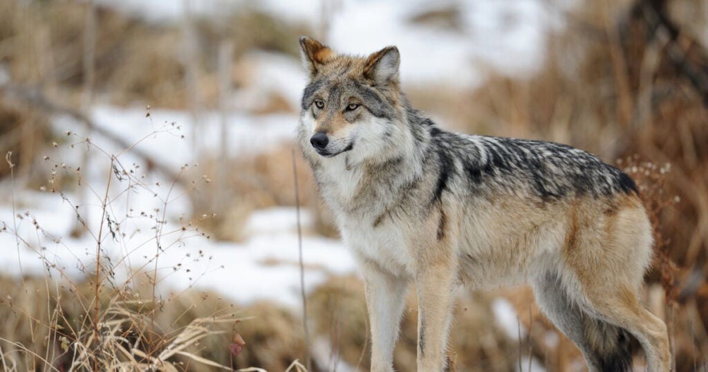 A Mexican gray wolf stands in the snow.
 (gnagel / Getty Images)