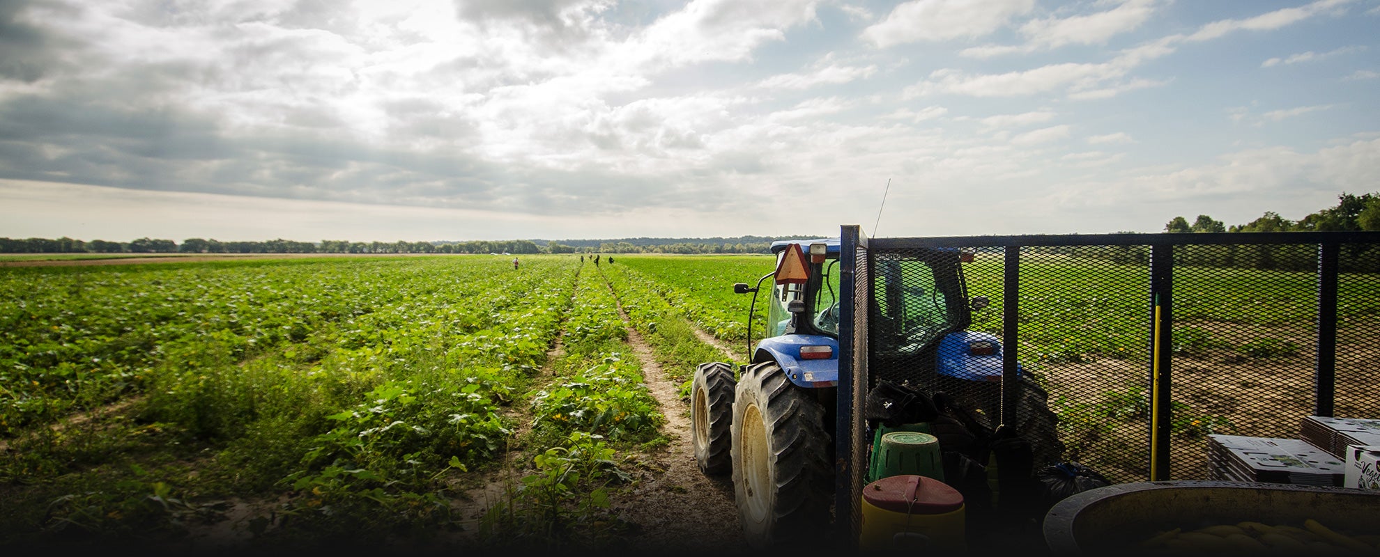 Agricultural workers pick squash, while a tractor makes a U-turn at the end of a row on a farm in Virginia.