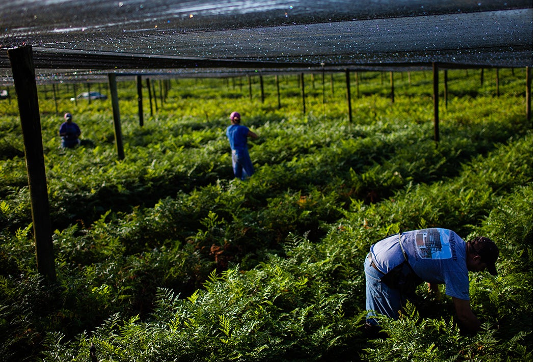 Agricultural workers in Florida.
(Dave Getzschman for Earthjustice)