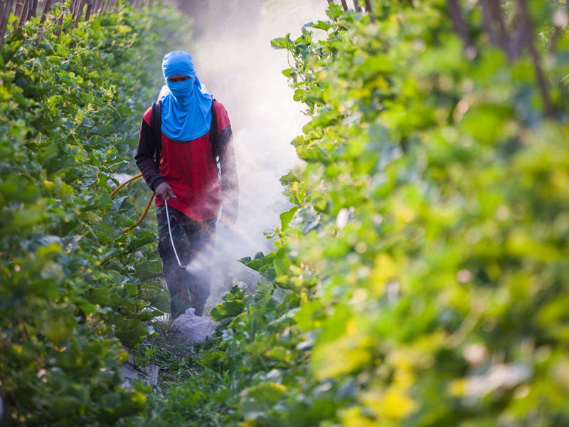 A farmworker spraying pesticides in a soybean field.
(Ittipon / Shutterstock)