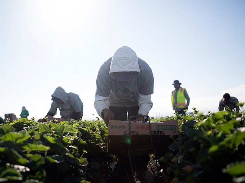 Agricultural workers harvest strawberries in Salinas, Calif.